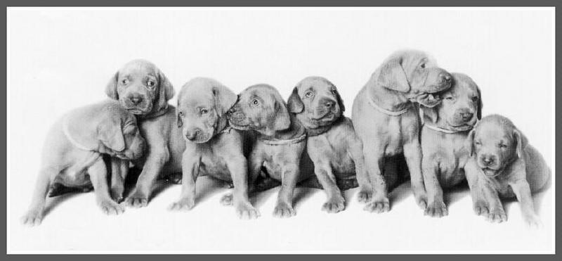 William Wegman Puppies 24 cyb.jpg