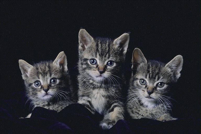 90-House Cats-3 kittens posing.jpg