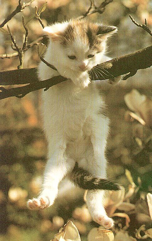 Cat-51-Kitten-Hanging Tree.jpg