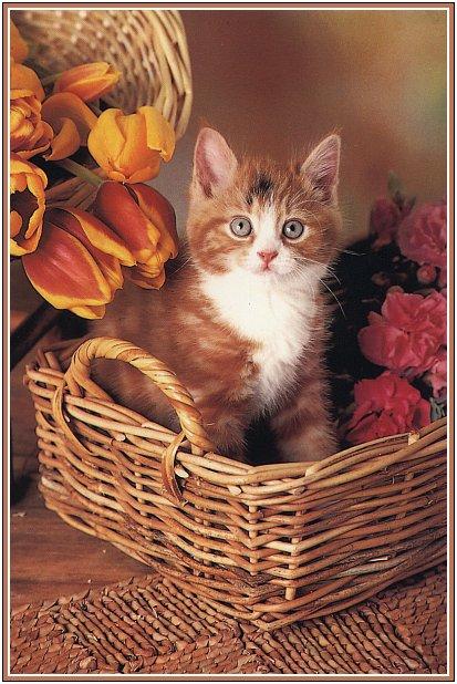 cute kit-House Cat Kitten-In Flower Basket.jpg