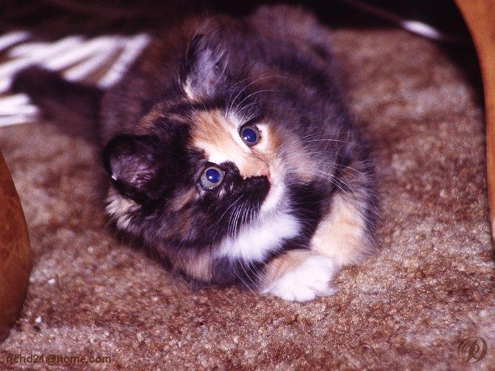 FKitty2-House Cat Kitten-Blue-eyed.jpg