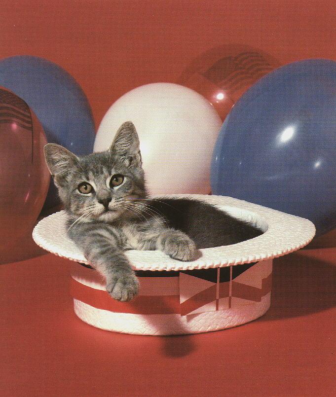 House Cat Kitten party.jpg