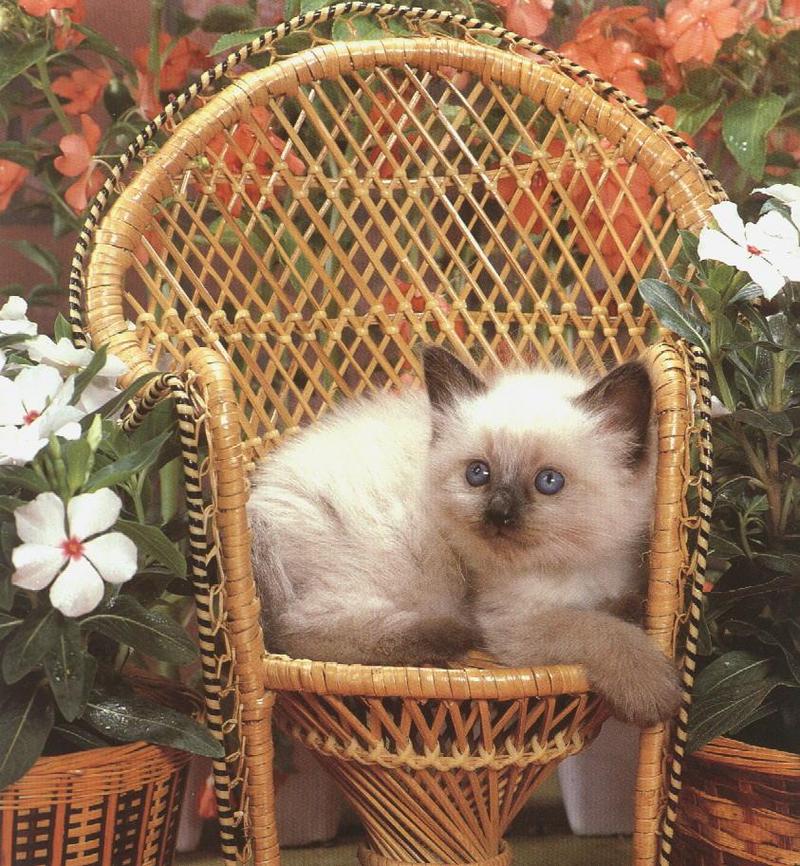 House Cat kitten-basket.jpg
