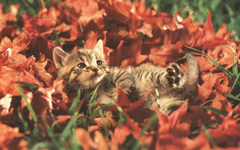 House Cat Kitten-leafbed.jpg