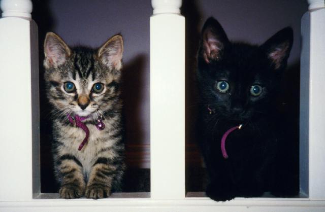 House Cat Kittens-Floor Guards.jpg