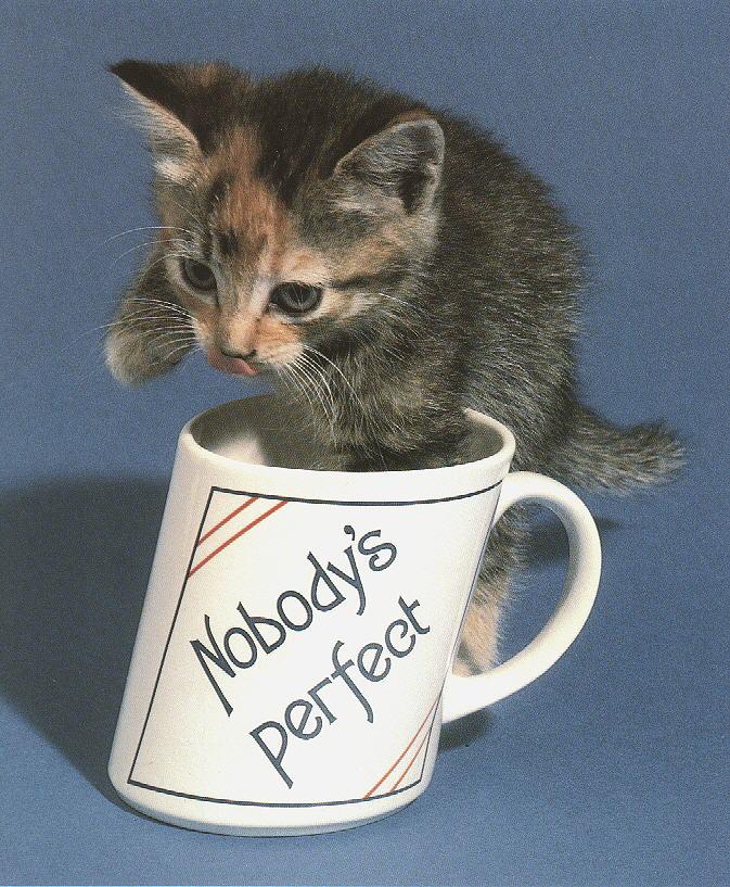 House Cat Kitten-With mug cup.jpg