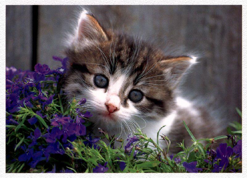 House Cat-Kitten 03-Face Closeup.jpg