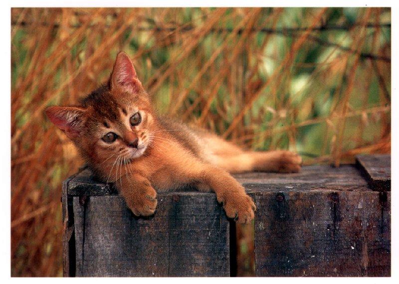 House Cat-Kitten 07.jpg