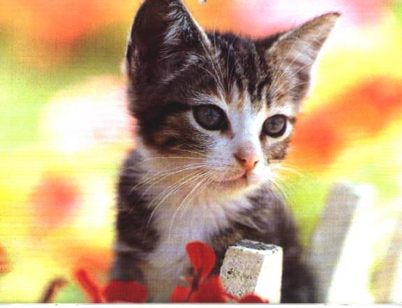 House Cat-Kitten-Face Closeup.jpg