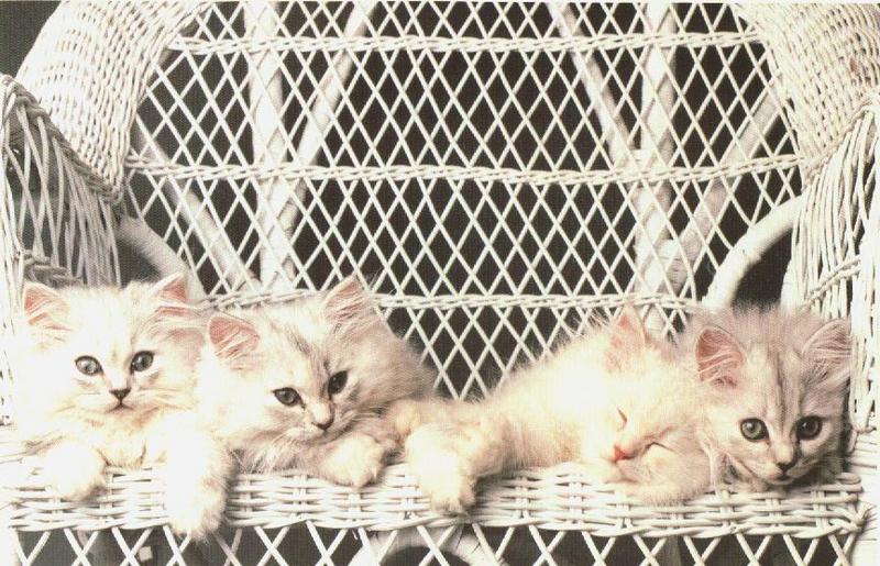 House Cats 4 Kittens-wicker4.jpg