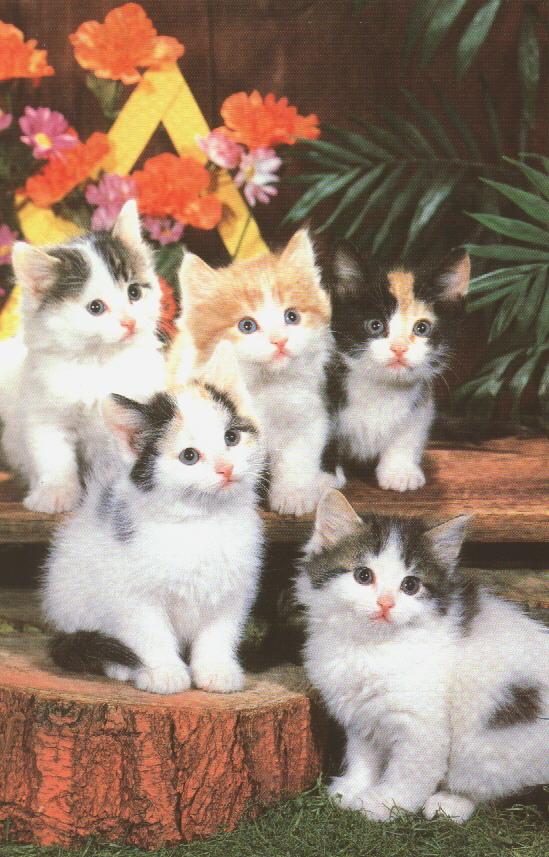 House Cats 5 kittens.jpg