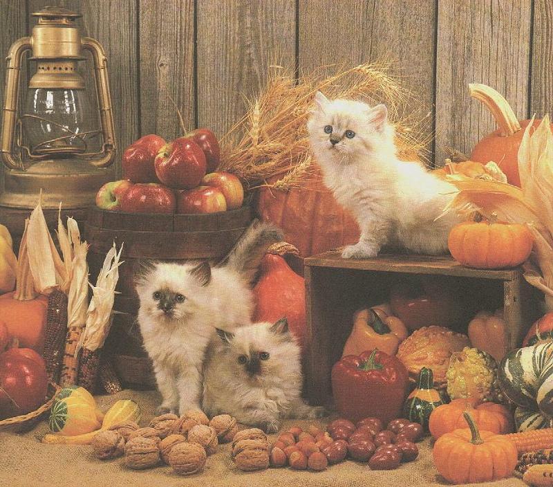 House Cats Kittens-harvest.jpg