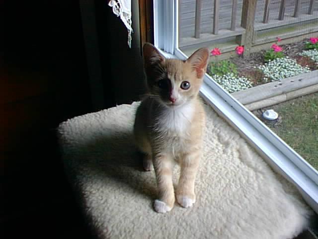 Image01-Brown House Cat Kitten.jpg