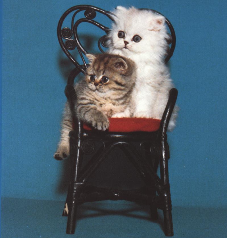 Kit Chair-Classic Tabby and Chinchilla-House Cat Kittens-On Chair.jpg