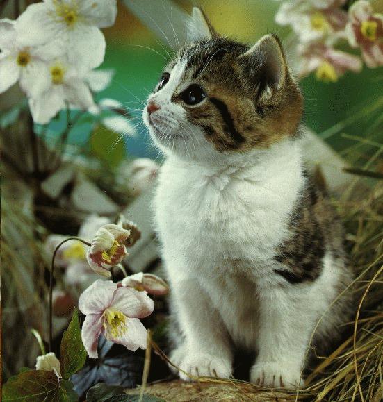 kitten1cat.jpg