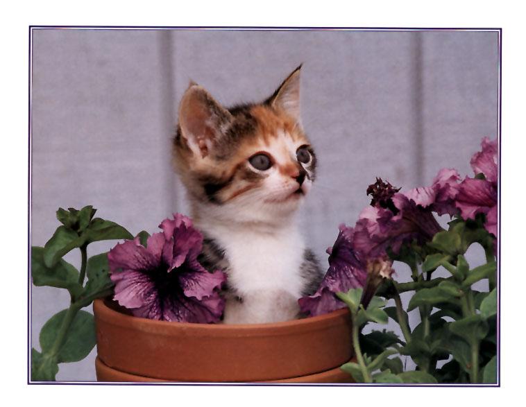 KsW-April99-House Cat Kitten-in flower pot.jpg