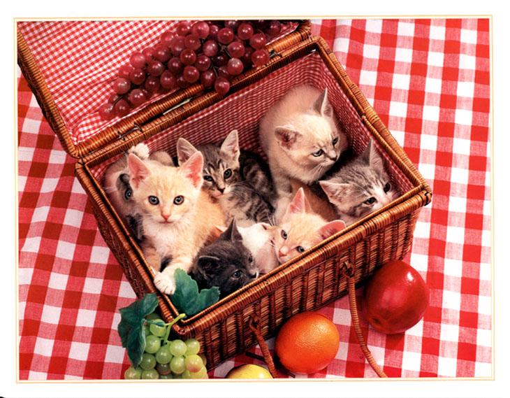 KsW-Aug99-Kittens-House Cat Kittens-in basket.jpg