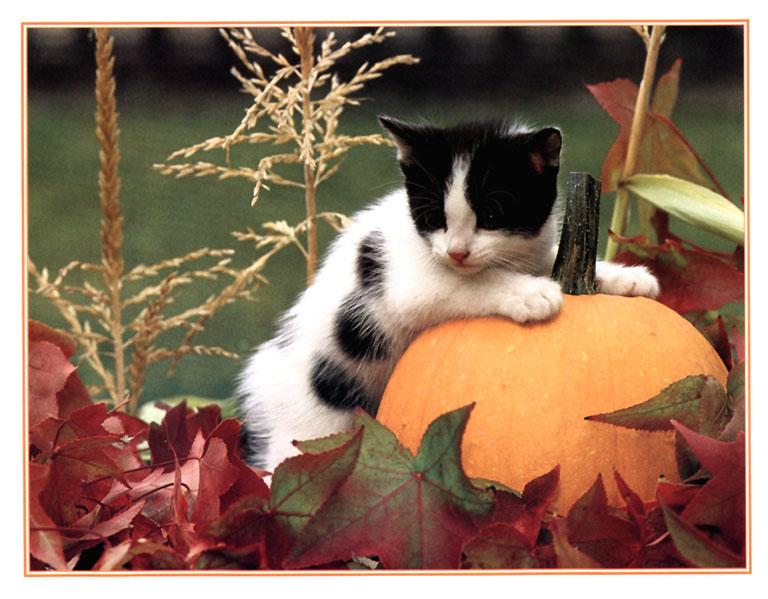 KsW-Oct99-Kitten-sm-House Cat-kitten leaning on pumpkin.jpg