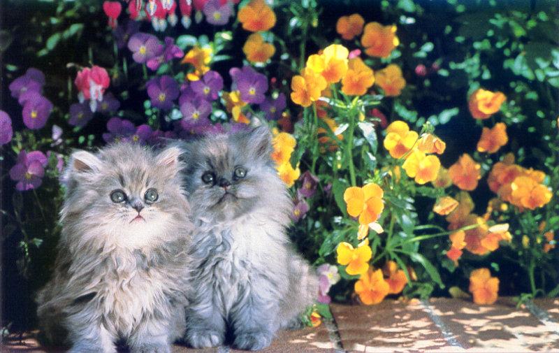 lj Bloomin Kittens.jpg