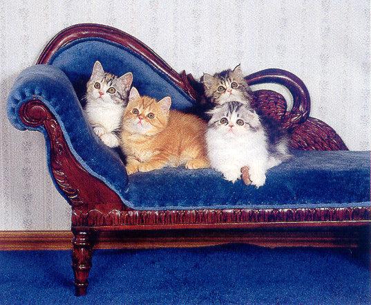 lj James Baker Multiplicity Cats.jpg