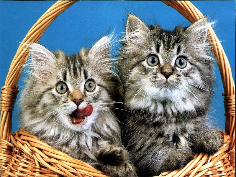 Ouriel - Chat - 0002-Domestic Cats-2 kittens in basket.jpg