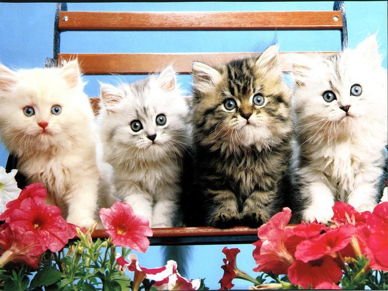 Ouriel - Chat - 0003-Domestic Cats-4 kittens lineup on chair.jpg
