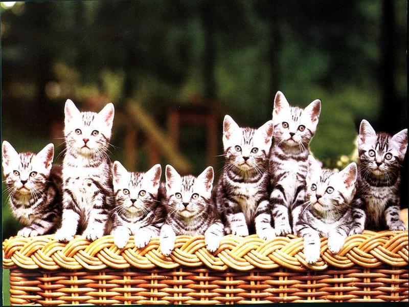 Ouriel - Chat - 0004-Domestic Cats-8 kittens in basket.jpg