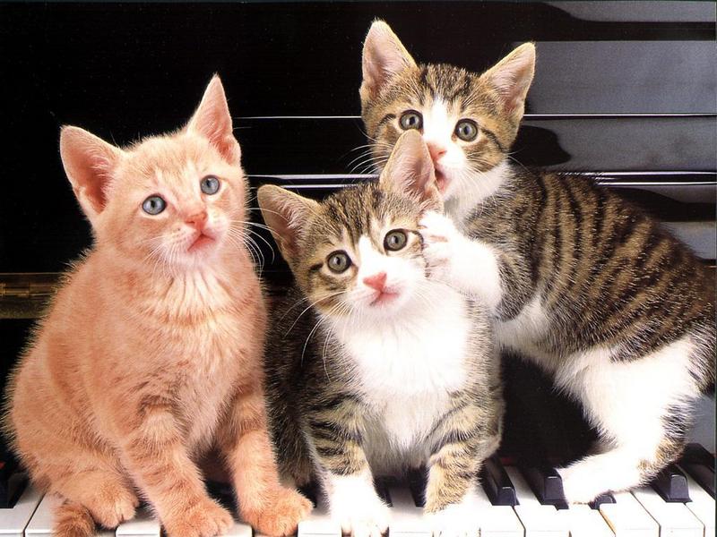 Ouriel - Chat - 0006-Domestic Cats-3 kittens on keyboard.jpg