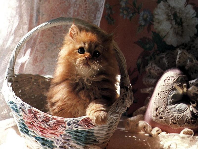 Ouriel - Chat - 0008-Domestic Cat-kitten in basket.jpg