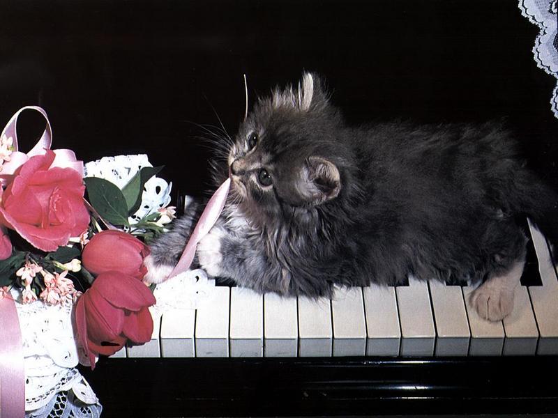 Ouriel - Chat - 0009-Domestic Cat-kitten on keyboard.jpg