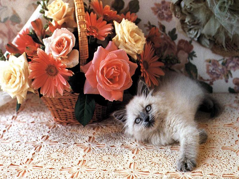 Ouriel - Chat - 0011-Domestic Cat-kitten with flower box.jpg