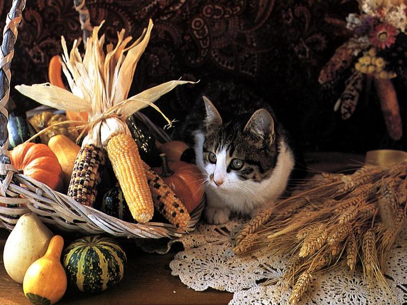 Ouriel - Chat - 0012-Domestic Cat-kitten with crop basket.jpg