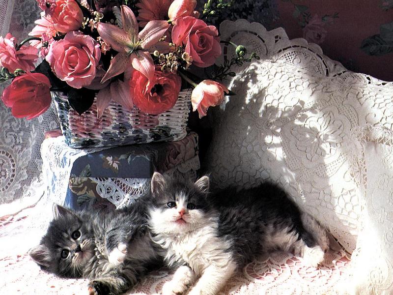 Ouriel - Chat - 0013-Domestic Cats-2 kittens under flower basket.jpg