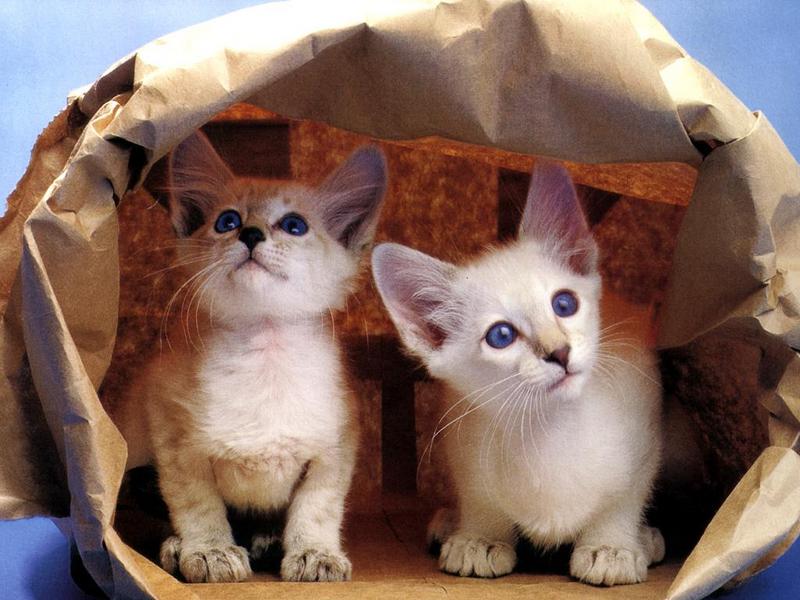 Ouriel - Chat - 0014-Domestic Cats-2 kittens in paper bag.jpg
