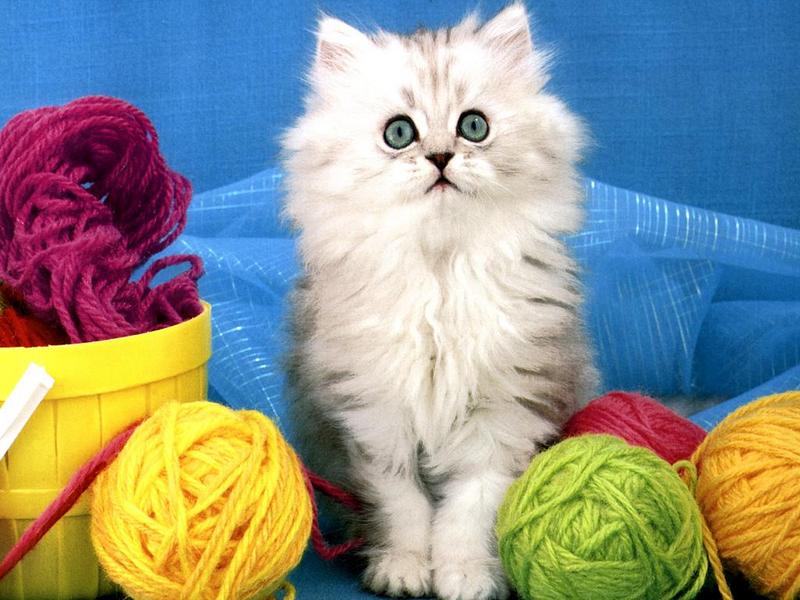 Ouriel - Chat - 0015-Domestic Cat-kitten with color string balls.jpg