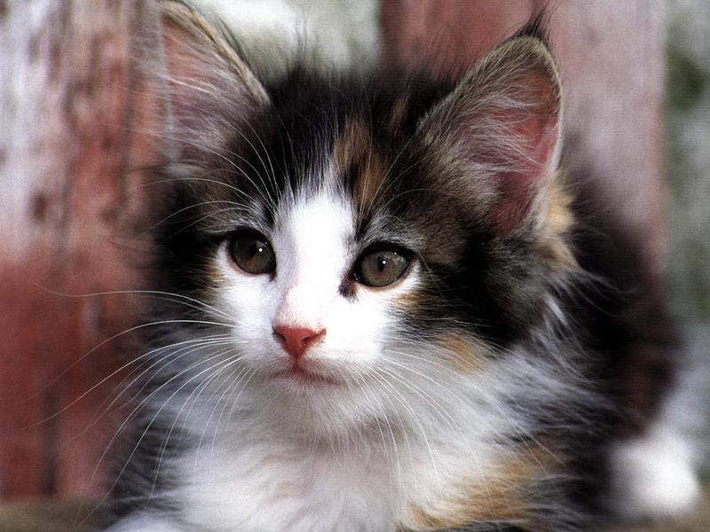 Ouriel - Chat - 0019-Domestic Cat-kitten face closeup.jpg