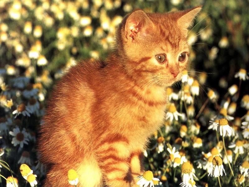 Ouriel - Chat - 0020-Brown Domestic Cat-kitten in flower garden.jpg
