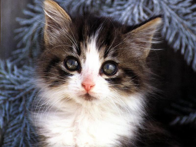 Ouriel - Chat - 0022-Domestic Cat-kitten face closeup.jpg