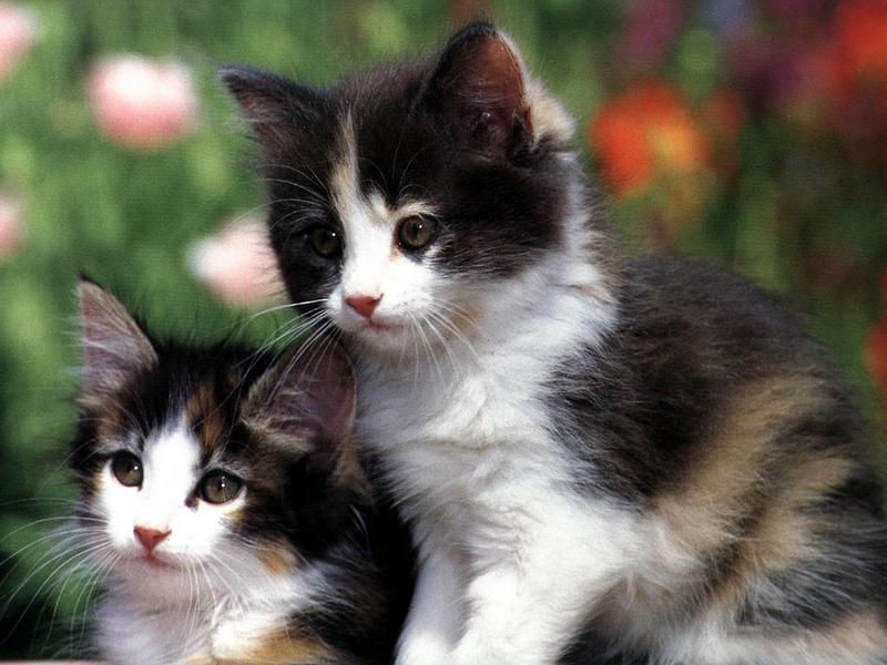 Ouriel - Chat - 0025-Domestic Cats-2 kittens closeup.jpg