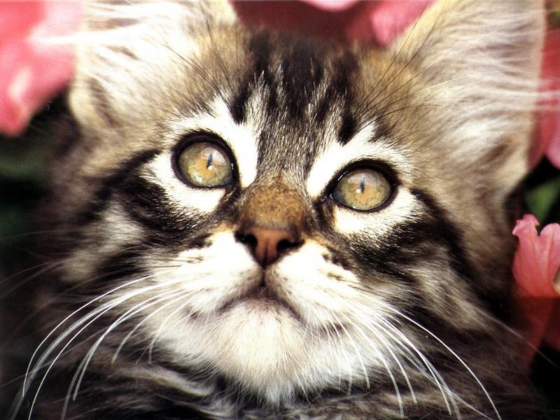 Ouriel - Chat - 0026-Domestic Cat-kitten face closeup.jpg