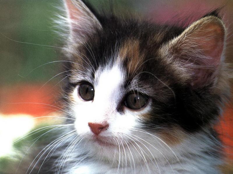 Ouriel - Chat - 0027-Domestic Cat-kitten face closeup.jpg