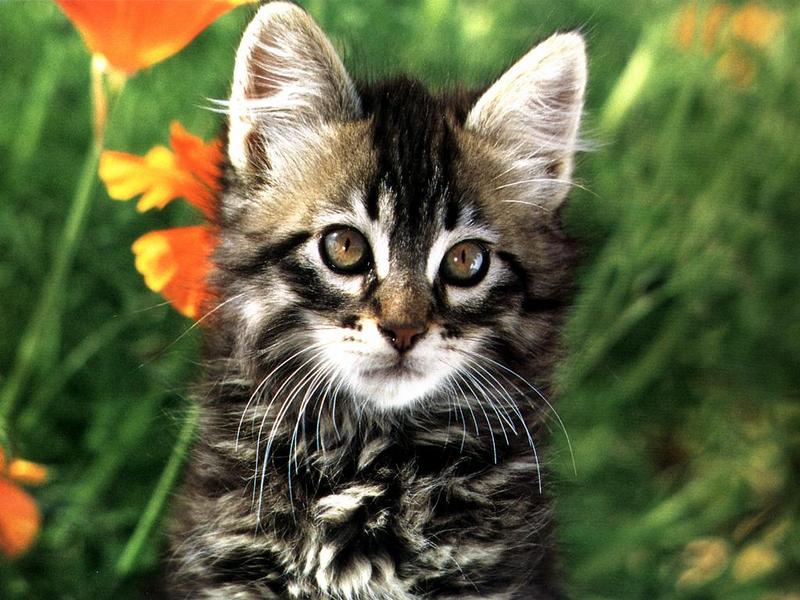 Ouriel - Chat - 0028-Domestic Cat-kitten face closeup.jpg