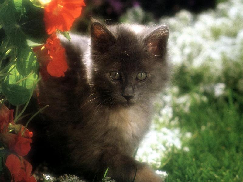 Ouriel - Chat - 0029-Gray Domestic Cat-kitten in garden.jpg