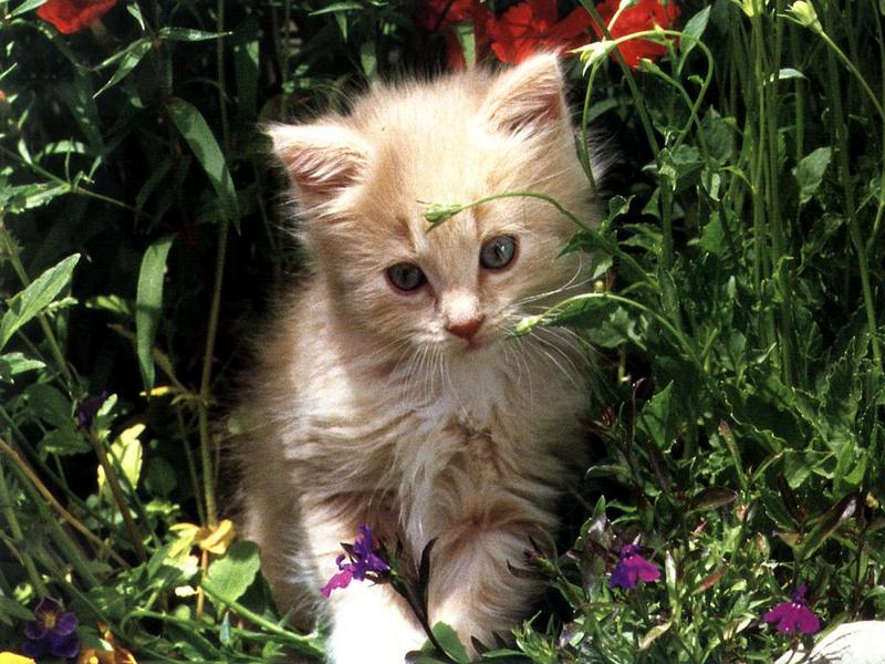 Ouriel - Chat - 0030-Domestic Cat-kitten in grass.jpg