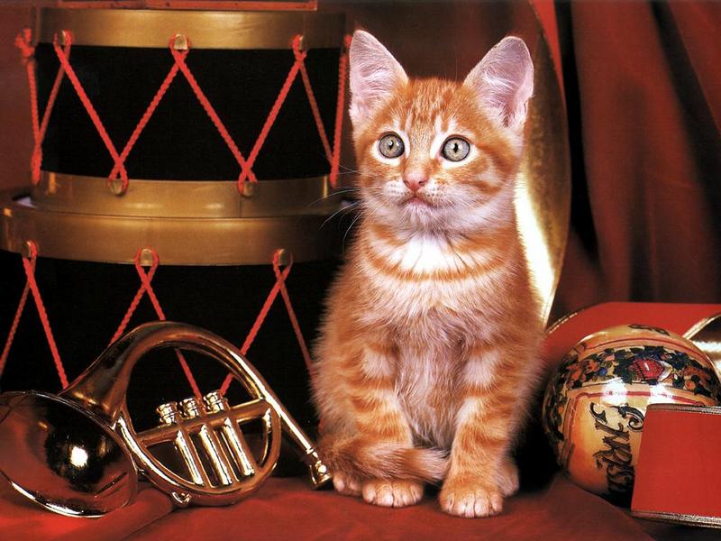 Ouriel - Chat - 0031-Brown Domestic Cat-kitten with trumpet.jpg