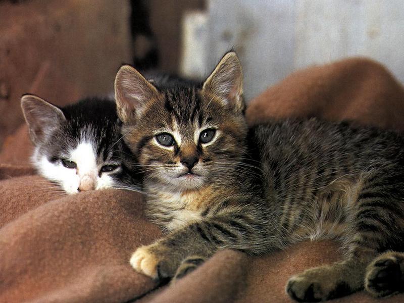Ouriel - Chat - 0032-Domestic Cats-2 kittens on rug.jpg