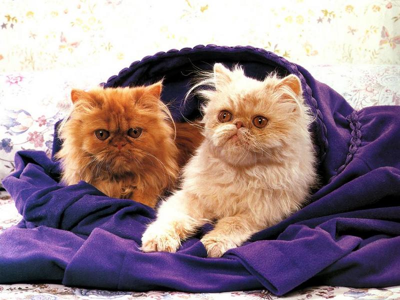 Ouriel - Chat - 0033-Domestic Cats-kittens on cloth.jpg