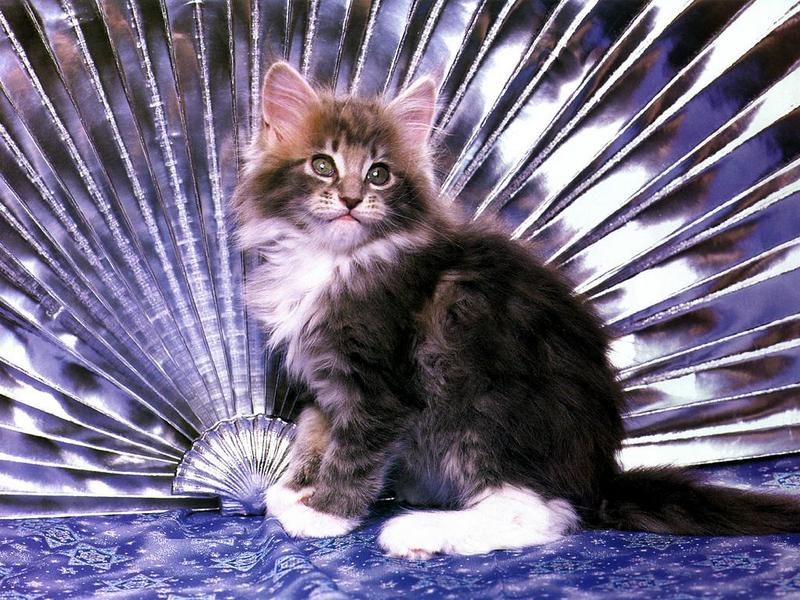 Ouriel - Chat - 0036-Domestic Cat-kitten with fan.jpg