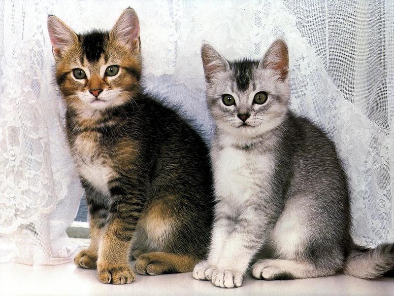 Ouriel - Chat - 0039-Domestic Cats-kittens posing.jpg