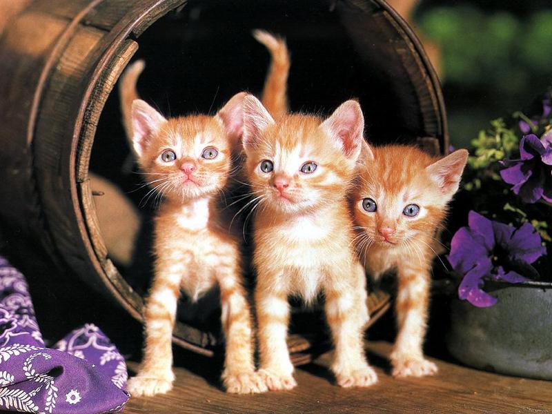 Ouriel - Chat - 0040-Brown Domestic Cats-kittens in basket.jpg